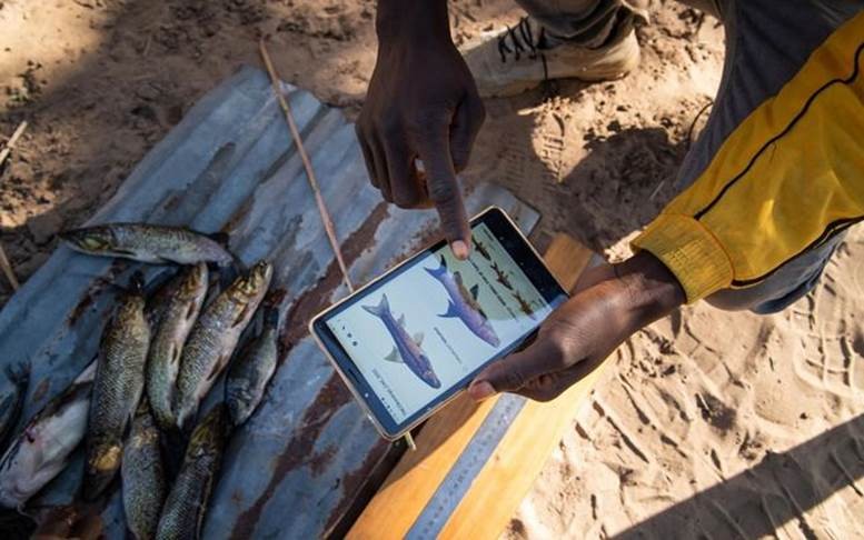 Fish monitor Manuel Vipuali Armando documents on a tablet the tiger fish he caught that morning.