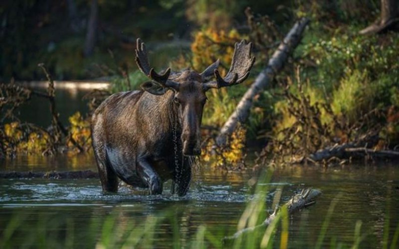 A moose treads through water running through a forest.