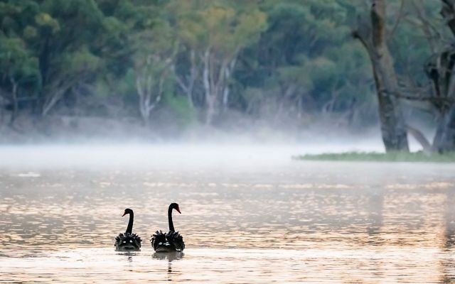 Two mute swans float in fog along the Murray River.