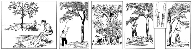 图3. 种子采集的常用技巧.jpg