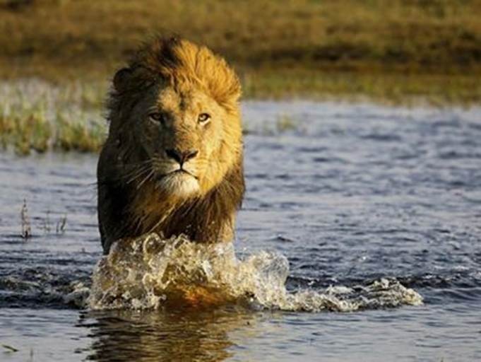 A lion wades through the water in the Okavango Delta, Botswana.