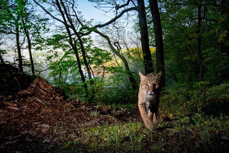 a bobcat walks through a forest toward the camera.