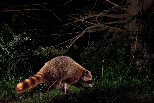 A furry, wild animal passes by a camera trap.