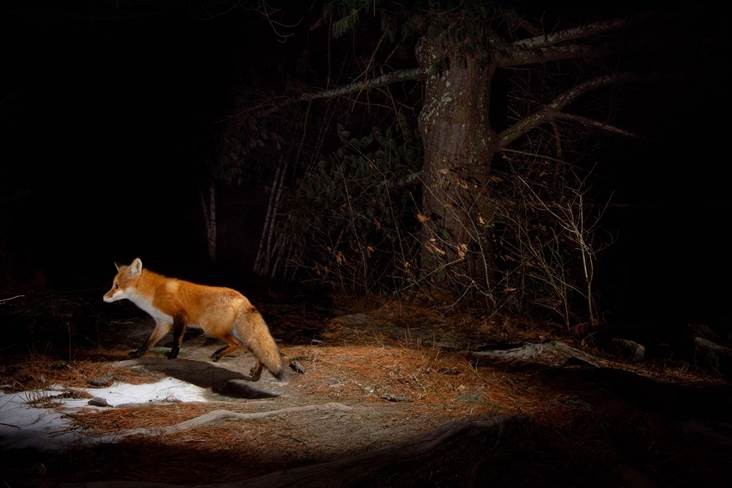 A red fox passes by a camera trap.