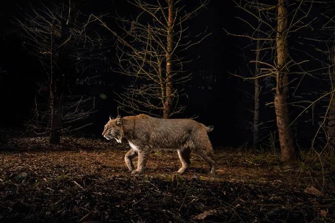 A bobcat walks down a trail in a forest.