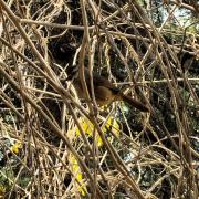 白颊噪鹛：渭南市临渭区杜桥街道