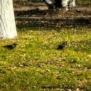 灰椋鸟：渭南市临渭区杜桥街道