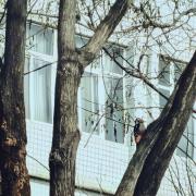 大斑啄木鸟：渭南市临渭区杜桥街道