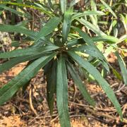 石木姜子：官山国家级...