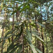 石木姜子：官山国家级...