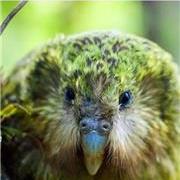 独特的鸟类-鸮鹦鹉