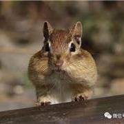 鼠科物种图鉴-世界上的816种老鼠 （第一部分）