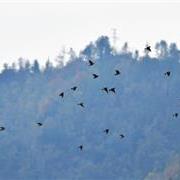 灰椋鸟群飞出白化精灵：青川冬日上演自然奇迹