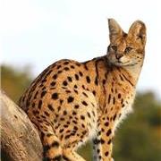 薮猫-自带“表情包”的猫科动物