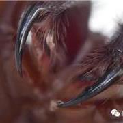 10种世界上的“剧毒”蜘蛛