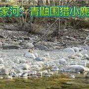 四川唐家河：青鼬围猎小麂生死战