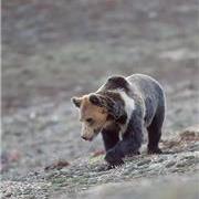 全球不足800只：西藏棕熊的现状与生存挑战