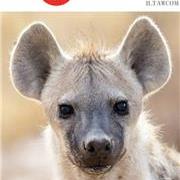 动物世界-斑鬣狗