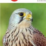 中国最为常见的猛禽之一红隼