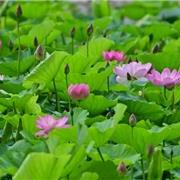 九十岁汤老守住了方正莲花湖湿地生态美和松花江生态安全