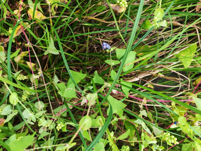 001-IMG_20250821_154552-杠板归1