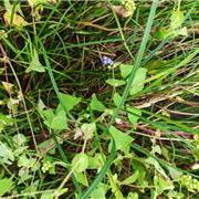 扛板归：蛇都躲着走的湿地植物