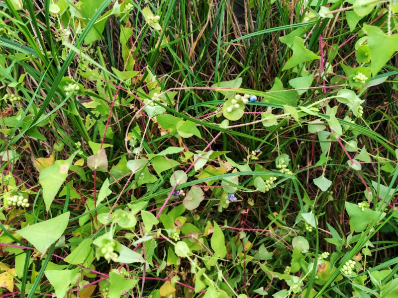 002-IMG_20250821_154555-杠板归2