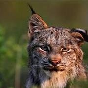 这种“怪猫”是荒野中的独行侠，连狼都惧怕三分，猞猁战斗力究竟有多狠？能堪称“缩小版百兽之王”？