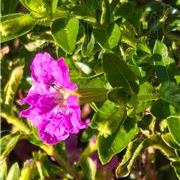 伤残植物（303）:...