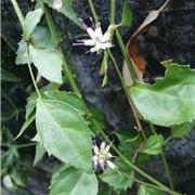 植物与中医的关系—腹...