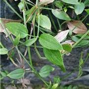 植物与中医的关系—茜...