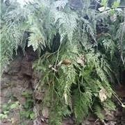 植物与中医的关系—野...