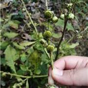 植物与中医的关系— ...