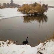 独享安宁的黑天鹅