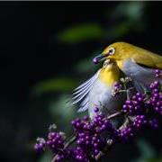 绣眼鸟捕食瞬间（组图...