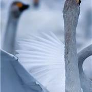 长颈美人 （大天鹅）