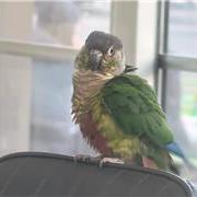 阜新一一绿颊锥尾鹦鹉