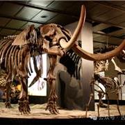 曾经统治地球的13种史前生物