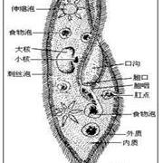 动物的祖先——草履虫